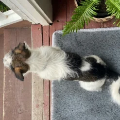 Turf Doormat - Rectangle -AU Camping Equipment Sales 3EoAa9twGbaLsoesCKZoKwT8w