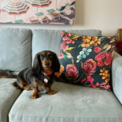 Australian Natives Cushion Cover -AU Camping Equipment Sales REjw4AGKdq KFM4PidH7sB93o