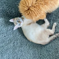 Turf Doormat - Rectangle -AU Camping Equipment Sales l mI4wPzmZp14TAYVVMrrzpME