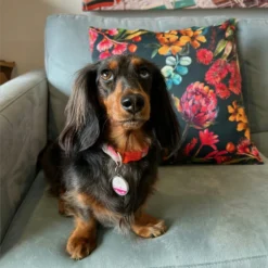 Australian Natives Cushion Cover -AU Camping Equipment Sales rI1gL1lk9CqPlj7D8m9 k2AEw