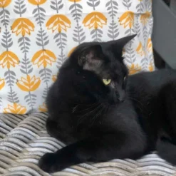 Kiyari Cushion Cover -AU Camping Equipment Sales vpqiTzWQoVL8qBqQXRKv9SOBA